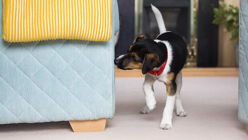 Puppy not getting toilet hot sale training